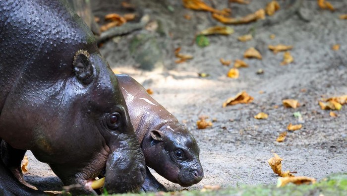 Bayi Kuda Nil Ini Diberi Nama Mengikuti Antonio Ruediger A six-week-old baby hippo