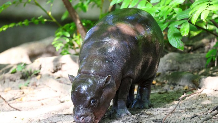 Bayi Kuda Nil Ini Diberi Nama Mengikuti Antonio Ruediger A six-week-old baby hippo
