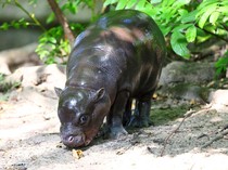 Bayi Kuda Nil Ini Diberi Nama Mengikuti Antonio Ruediger