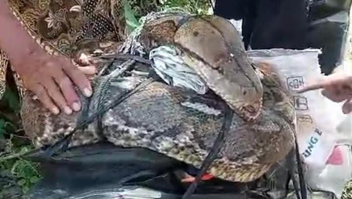 Warga bernama Djamaludin Mahmud di Kabupaten Bone Bolango, Gorontalo, menebas ular piton berukuran 10 meter hingga mati.