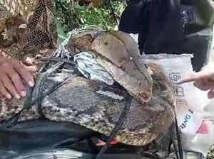 Djamaludin Tebas Ular Piton 10 Meter hingga Mati gegara Kambingnya Dimakan