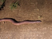 Buta dan Beracun, Ini Ciri Unik Cacing Sesilia yang Mirip Ular