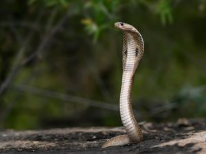 Predator Ular Kobra Itu Apa? Ini 7 Makhluk yang Berani Melawan-Memburunya