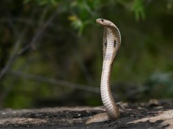 Ular Bermunculan Teror Kota di Israel, Warga Panik Ketakutan