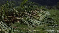 Selain membawa kehancuran langsung, dikhawatirkan bencana ini akan membawa dan menyebarkan penyakit yang membuat pohon pisang tak bisa berbuah sebelum akhirnya mati.  