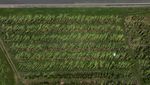 Kebun Pisang di Puerto Rico Tumbang Diterpa Badai