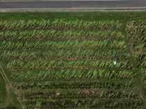 Kebun Pisang di Puerto Rico Tumbang Diterpa Badai