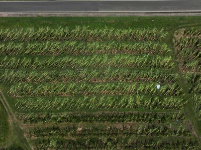 Kebun Pisang di Puerto Rico Tumbang Diterpa Badai