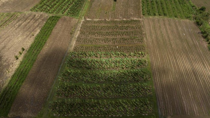 Kebun Pisang di Puerto Rico Tumbang Diterpa Badai Plantain crops lie damaged in the aftermath of Tropical Storm Ernesto in Maunabo, Puerto Rico August 15, 2024. REUTERS/Ricardo Arduengo