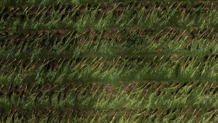 Plantain crops lie damaged in the aftermath of Tropical Storm Ernesto in Maunabo, Puerto Rico August 15, 2024.  REUTERS/Ricardo Arduengo
