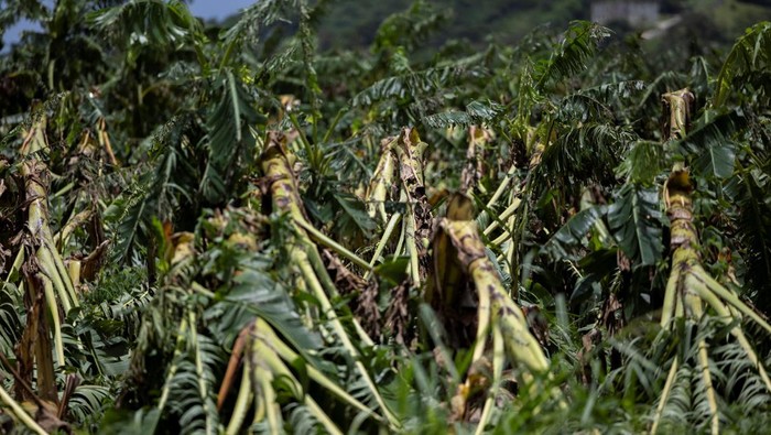 Plantain crops lie damaged in the aftermath of Tropical Storm Ernesto in Maunabo, Puerto Rico August 15, 2024.  REUTERS/Ricardo Arduengo
