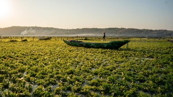 Pier Nirandara, Nusa Lembongan. Petani rumput laut di Indonesia. “Penduduk setempat mulai bekerja setiap hari saat matahari terbit. Budidaya dan panen rumput laut adalah pekerjaan yang sulit, tetapi menawarkan sumber pendapatan, bersama dengan kesempatan untuk meregenerasi ekosistem yang beragam di daerah tersebut,” kata Nirandara. Foto: Ocean Photographer Awards