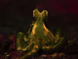 Indonesia Dalam Bidikan Kamera Finalis Ocean Photographer Awards 2024