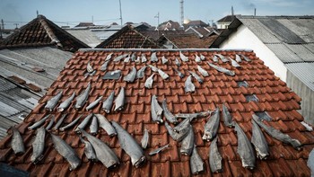 Jasmine Corbett, lokasi Pulau Jawa. Sirip hiu mengering di atap. Selama tugas mendokumentasikan perikanan hiu dan pari di Jawa dengan Proyek Mobula Indonesia dan Manta Trust, saya diundang ke unit pemrosesan hiu yang terletak di antara kios pasar dan rumah, di mana sirip hiu dikeringkan, kenang Corbett. “Permintaan tinggi untuk sirip hiu dalam pengobatan Asia, dikombinasikan dengan penurunan stok ikan, memaksa banyak nelayan untuk menargetkan spesies rentan ini untuk mata pencaharian mereka. Belajar tentang gaji rendah, jam kerja yang panjang, dan kondisi keras yang dihadapi oleh para nelayan ini sangat memilukan. Mereka sering difitnah karena pekerjaan mereka, didorong oleh menipisnya stok ikan dan sistem ekonomi yang cacat. Memahami konteks yang lebih luas dan mengatasi masalah di semua tingkatan sangat penting. Foto: Ocean Photographer Awards