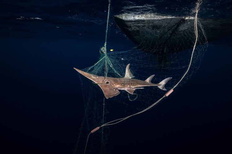 Ocean Photographer Awards 2024 Ocean Photographer Awards 2024