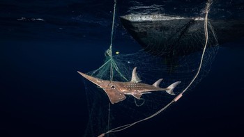 Francesa Page. Ikan wedgefish hidung halus yang terancam punah menunjukkan biaya tangkapan sampingan. “Saya memiliki hak istimewa untuk bergabung dengan nelayan sebagai bagian dari proyek LSM Kebersamaan Untuk Lautan di Sumatra. Selama waktu saya di atas air, saya menyaksikan pengambilan ratusan meter jaring insang, mengungkapkan jumlah tangkapan hiu dan pari yang mengejutkan,” jelas Page. “Dari kedalaman muncul makhluk yang jarang terlihat oleh penyelam, ikan baji hidung halus yang terancam punah. Saat diangkat ke arah perahu, saya diberi waktu beberapa detik untuk mengambil bidikan dan mendokumentasikan gambar yang kuat dalam perjuangan untuk menyelamatkan spesies yang terancam punah ini dari kepunahan.” Foto: Ocean Photographer Awards