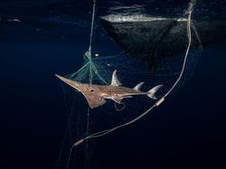 Indonesia Dalam Bidikan Kamera Finalis Ocean Photographer Awards 2024