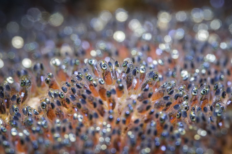 Ocean Photographer Awards 2024