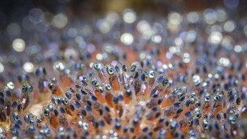 Tobias Friedrich, lokasi Lembeh. Sepetak telur ikan badut. Mereka dirawat oleh orang tua mereka, jelas Friedrich. Setelah mengambil beberapa foto ikan badut yang mendorong air ke telur, saya memutuskan untuk mengambil foto close-up telur yang mencuat dengan cukup baik di batu kecil. Foto: Ocean Photographer Awards