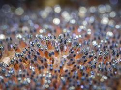 Indonesia Dalam Bidikan Kamera Finalis Ocean Photographer Awards 2024