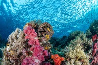 Ocean Photographer Awards 2024