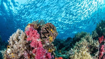 Brook Peterson, lokasi Raja Ampat. Terumbu karang yang sehat di salah satu tempat dengan keanekaragaman hayati terbanyak di dunia. Pada penyelaman terakhir kami dari perjalanan dua minggu ke Misool Eco Resort di Raja Ampat, kru kami membawa kami ke Tank Rock, sebuah situs penyelaman kecil di dekat resor, kata Peterson. “Pada sore itu, ada sejumlah ikan yang mencengangkan di perairan dangkal dengan fusilier, anthia, ikan kakap, ikan tentara, ikan spanduk, dan banyak lagi yang berenang bersama di sekolah masing-masing. Arus mengalir tinggi, jadi semua karang terbuka dan cahaya yang lembut dan memudar tepat untuk menangkap keindahan ekosistem yang sehat dalam aksi. Daerah Misool khususnya adalah contoh yang sangat baik dari pelestarian di tempat kerja. Upaya masyarakat setempat untuk melindungi laut belum pernah terjadi sebelumnya dan hasil kerja mereka dibuktikan dalam foto ini. Foto: Ocean Photographer Awards