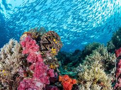 Indonesia Dalam Bidikan Kamera Finalis Ocean Photographer Awards 2024