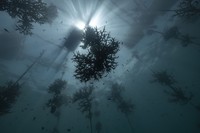 Ocean Photographer Awards 2024