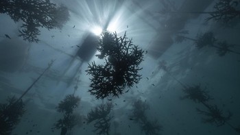 Megan Hassa, lokasi Bali. Sebuah pembibitan gantung rumput laut di situs restorasi karang di Bali. “Saat saya berenang di bawah tali, saya melihat ke atas dan melihat matahari bersinar melalui cabang-cabang karang, menciptakan siluet yang indah dengan sinar cahaya bercabang. Itu adalah momen yang tidak bisa saya tahan untuk ditangkap,” jelas Hassa Foto: Ocean Photographer Awards