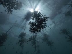 Indonesia Dalam Bidikan Kamera Finalis Ocean Photographer Awards 2024