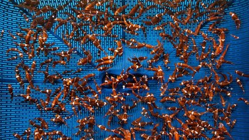 Giacomo D’orlando, Jakarta. Ikan badut remaja di tempat penetasan. Ocellaris atau populasi ikan badut biasa di lepas pantai Jakarta telah menurun secara signifikan dan dikhawatirkan akan punah, jelas dOrlando. Populasi menurun sebagai akibat dari penangkapan ikan yang berlebihan dan perdagangan ikan hias yang bergantung pada tangkapan liar. Untuk melawan gerakan ini, pemerintah telah membuat tempat penetasan pada tahun 2018 untuk menghidupkan kembali populasi ikan badut di alam liar.  Foto: Ocean Photographer Awards