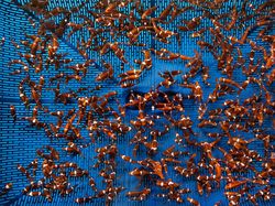 Indonesia Dalam Bidikan Kamera Finalis Ocean Photographer Awards 2024