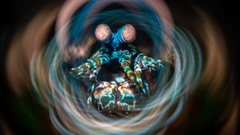 Karya Ajiex Dharma lokasi Bali. Udang belalang merak dalam tampilan yang menakjubkan dari rona biru, hijau, dan oranye yang cerah dengan latar belakang gelap. Matanya yang menonjol dan menonjol, dikenal karena penglihatannya yang luar biasa, memberikan tampilan seperti alien, kata Dharma. “Efek cahaya yang berputar di sekitar udang menambah rasa energi dan kualitas halus, membuatnya tampak seperti dunia lain. Pola dan warna eksoskeleton udang yang terperinci disorot, menampilkan keindahan dan kompleksitas alamnya.” Foto: Ocean Photographer Awards