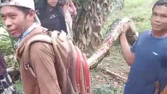 Penampakan ular yang telan wanita lansia di Palopo.