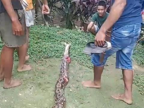 Penampakan ular yang telan wanita lansia di Palopo.