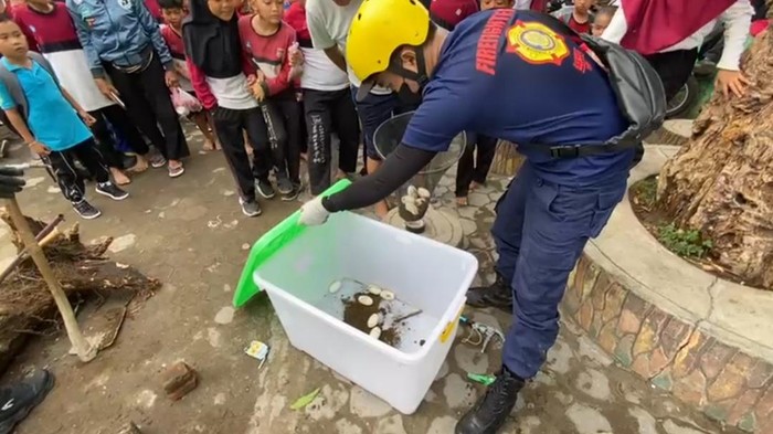 Pihak Damkar Lubuklinggau mengamankan sarang telur di SDN 44 Lubuklinggau