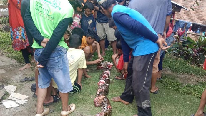 Warga ramai-ramai melihat ular yang mati ditebas usai menelan lansia di Palopo.