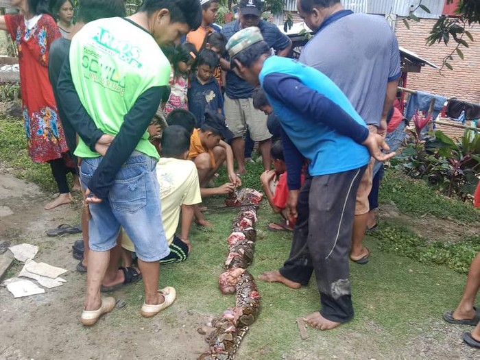 Warga ramai-ramai melihat ular yang mati ditebas usai menelan lansia di Palopo.