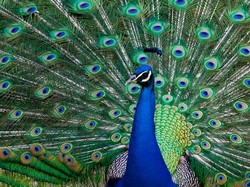 Temuan Menakjubkan Ungkap Ekor Merak Pancarkan Laser