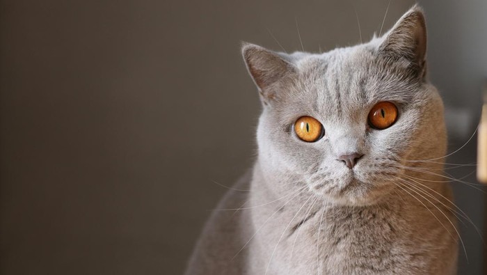 Ilustrasi kucing