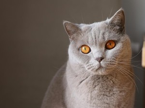 Kenapa Kucing Suka Kencing Sembarangan? Ini Penyebab-Cara Mengatasinya