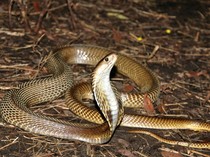 Ular Kobra Bertamu Saat Warga Bogor Bersiap Tidur
