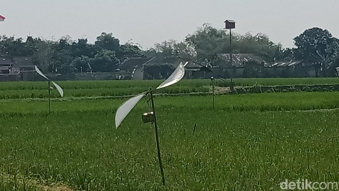 Kincir angin dipasang di lahan padi Desa Ngabeyan, Kecamatan Karanganom, Klaten.