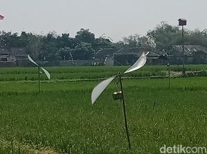 Kreatif! Petani Ngabeyan Klaten Bikin Kincir Pengusir Tikus dan Burung
