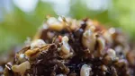 Hiii! Ini 8 Makanan Ekstrem Khas Filipina, Abuos hingga Balut