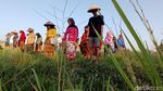 Pemuda Pasuruan Upacara 17 Agustus di Tengah Sawah