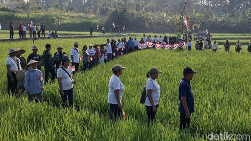 Warga mengikuti upacara bendera memperingati HUT ke-79 RI di sawah Banjar Blumbang, Desa Penarungan, Kecamatan Mengwi, Badung, Bali, Sabtu (17/8/2024). (Foto: Agus Eka Purna Negara/detikBali)