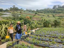 Agroeduwisata di Desa Sempajaya, Bisa Petik Buah Stroberi Sendiri