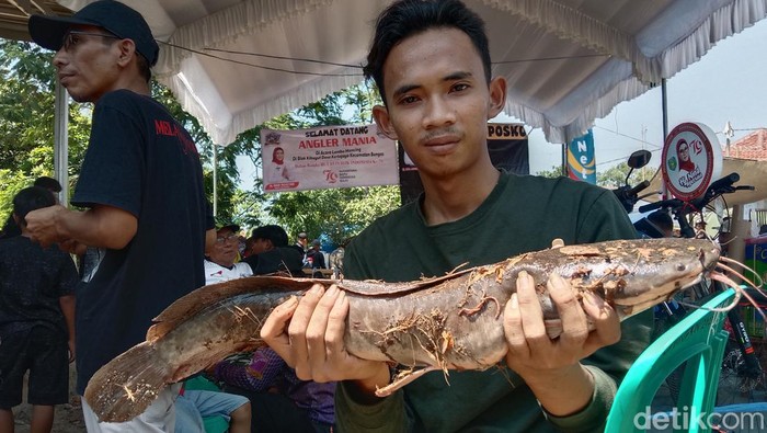 Peserta menunjukkan ikan lele babon dengan berat 2 kilogram