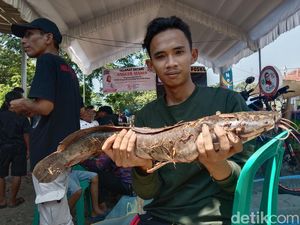 Keseruan Berburu Ikan Lele Babon di Irigasi Desa Kertajaya Indramayu